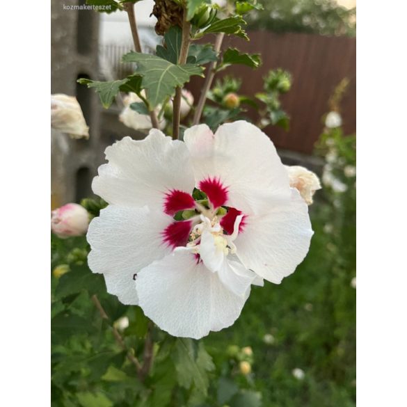 Eibisch – Hibiscus Syriacus