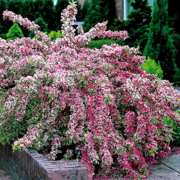 Weigela florida 'Variegata'