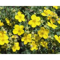 Potentilla fruticosa - gelbe Strauchpimpinelle