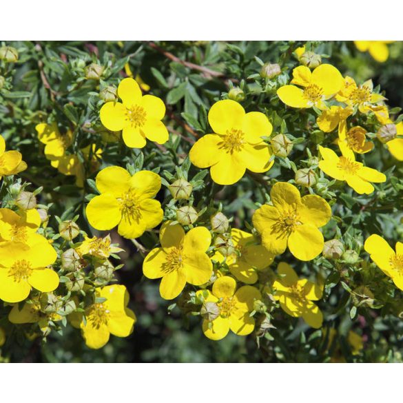 Potentilla fruticosa - gelbe Strauchpimpinelle