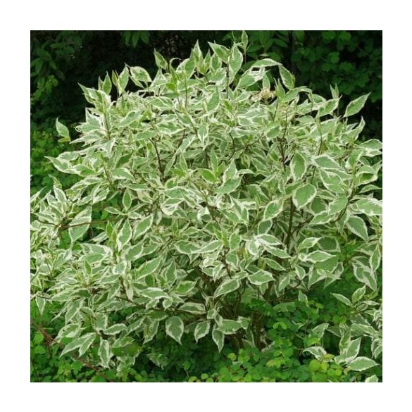 Cornus alba 'Sibirica Variegata'