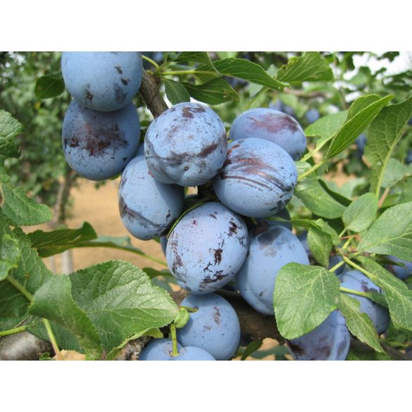 Zwetschke, Pflaume – Cacanska Lepotica – Prunus domestica – im Container