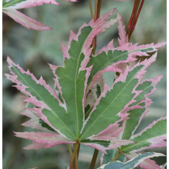 Acer palmatum 'Butterfly' - Ahorn