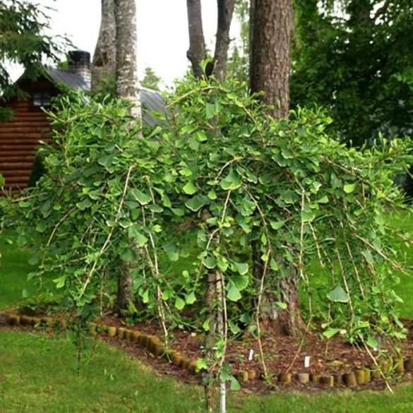 Ginkgo biloba 'China Pendula' (Fächerblattbaum) 