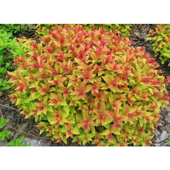 Spiraea japonica 'Goldflame' - Japanischer Spierstrauch - Sommerspiere