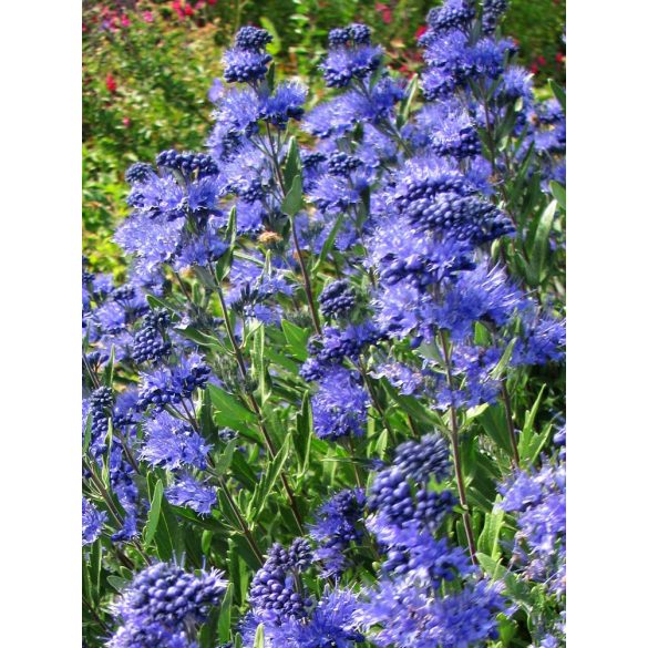 Caryopteris clandonensis 'Heavenly Blue' 