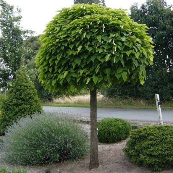 Catalpa bignonioides 'Nana' - Kugel-Catalpa