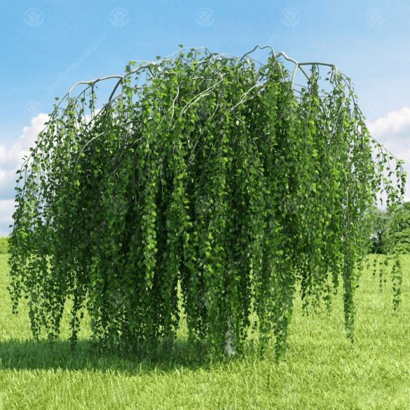 Betula pendula - Hängebirke