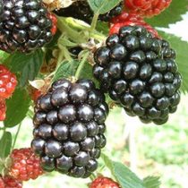 Brombeeren - "Loch ness" – Rubus