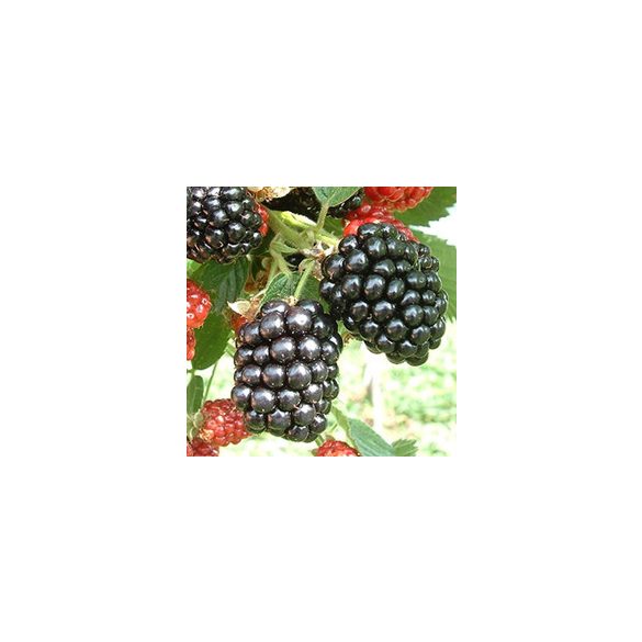 Brombeeren - "Loch ness" – Rubus