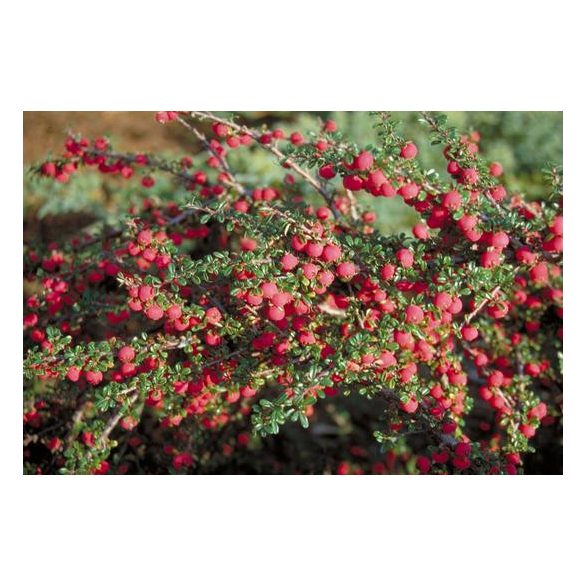 Cotoneaster microphyllus 'Streib's Findling'