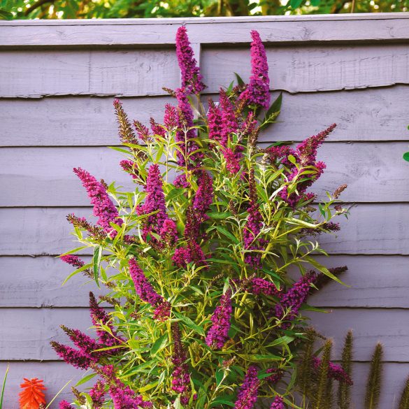 Buddleia davidii - Pink - Sommerflieder, Schmetterlingsstrauch, Schmetterlingsflieder – „Butterfly Tower”