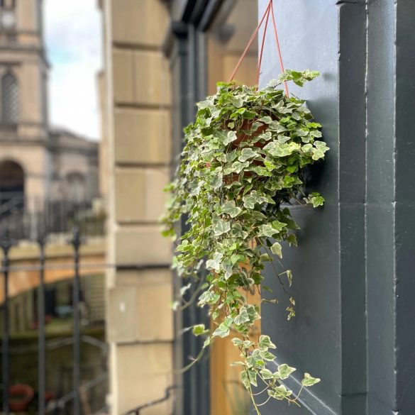 Hedera helix 'White Wonder' - Efeu