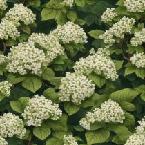 Viburnum rhytidophyllum - Faltenblatt-Schneeball