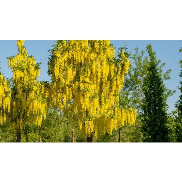 Laburnum watereri 'Vossii' - Goldregen