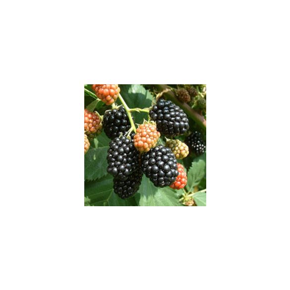 Brombeeren - "Thornfree" – Rubus