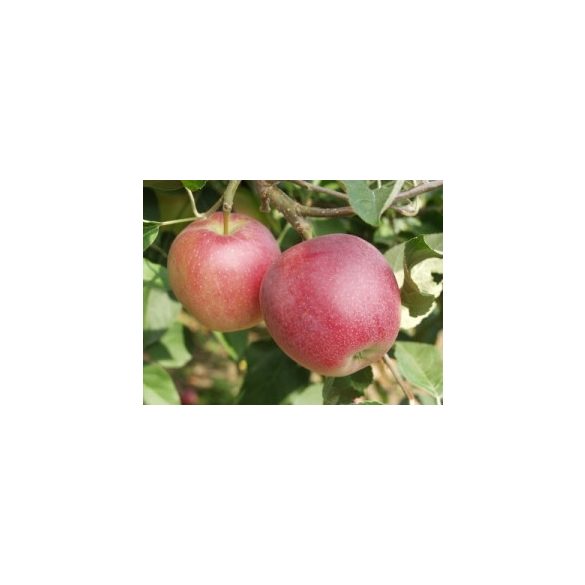 Sommer Apfel – Summered – Malus