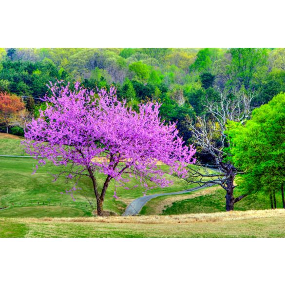 Cercis canadensis - Judasbaum