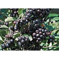 Schwarze Eberersche, Apfelbeeren - Aronia