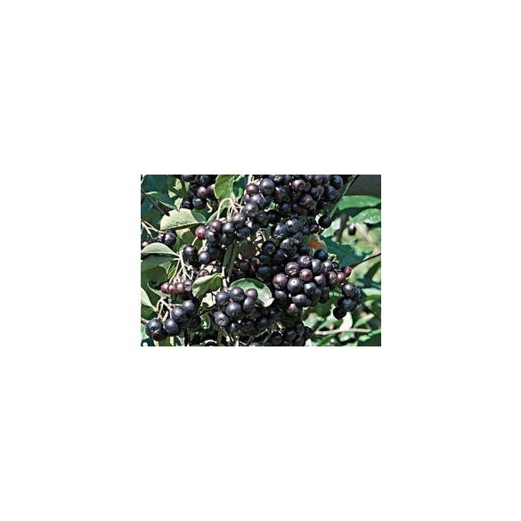 Schwarze Eberersche, Apfelbeeren - Aronia