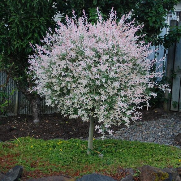 Salix integra 'Hakuro Nishiki' - gefleckte Japanische Weide