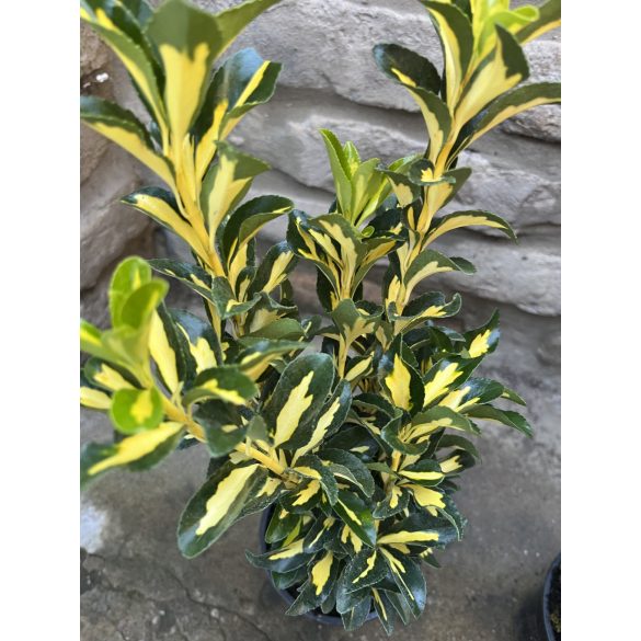 Euonymus japonicus ‘Gold Queen’