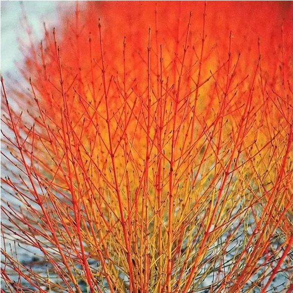 Cornus sanguinea 'Midwinter Fire'