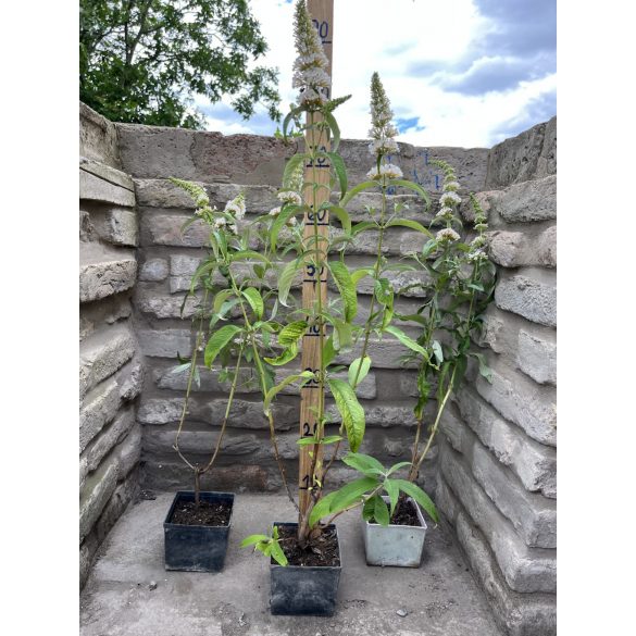 Sommerflieder, Schmetterlingsstrauch, Schmetterlingsflieder – Weiß – Buddleia davidii