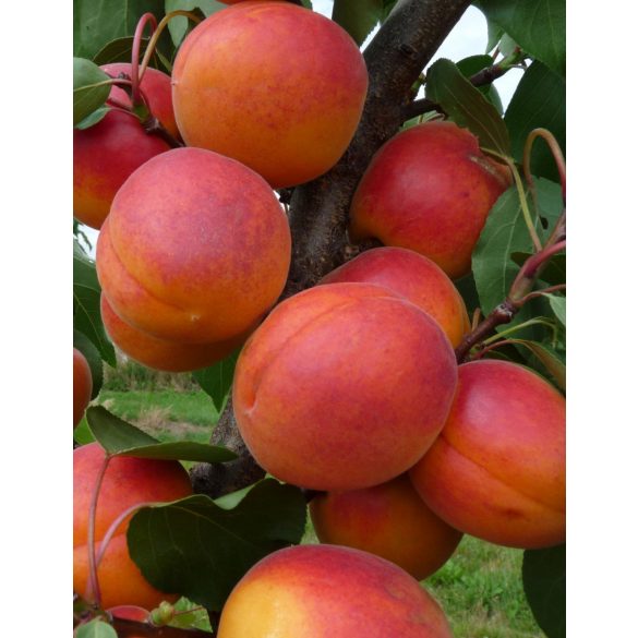 Aprikose – Marille – Orange Red – Prunus armeniaca