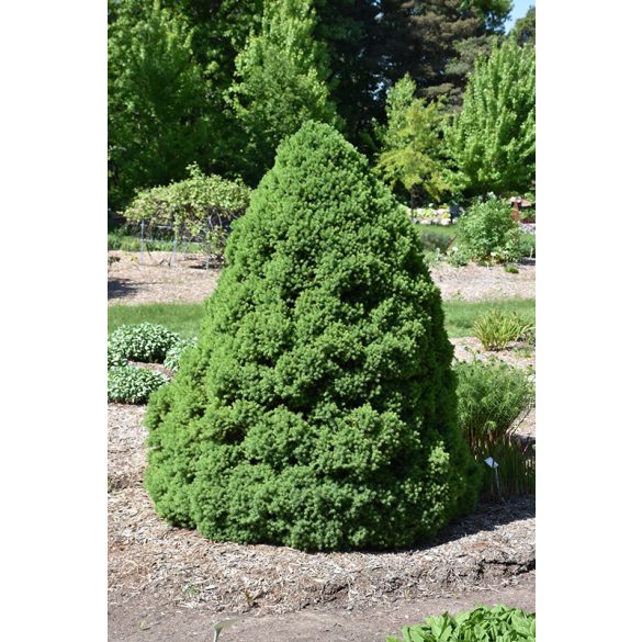 Picea glauca 'Conica' - Zuckerkegel-Fichte