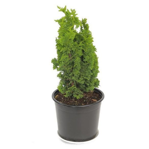 Thuja occidentalis 'Spiralis Mini' 