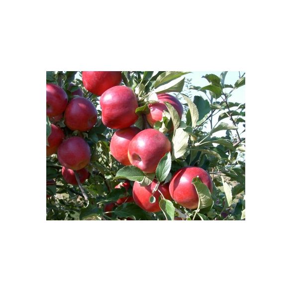 Winter Apfel – Jonathan, Rote Jonathan – Malus