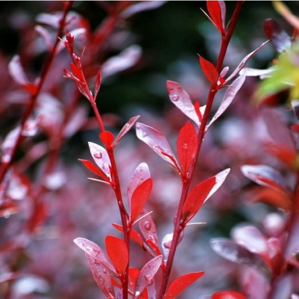 Berberis thunbergii 'Red Chief' - japanische Berberitze