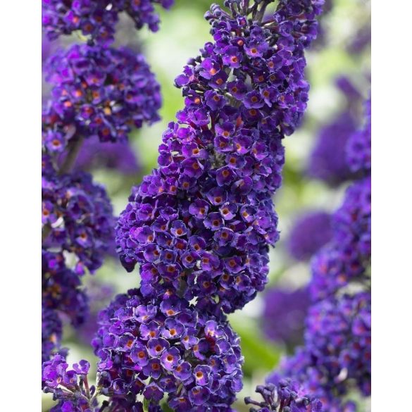 Buddleia davidii - Lila - Sommerflieder, Schmetterlingsstrauch, Schmetterlingsflieder –  „Black Knight” 