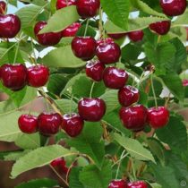 Süßkirsche – Bigarreau Burlat – Prunus subg. Cerasus