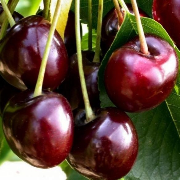 Süßkirsche – Germersdorfer Riesen – Prunus subg. Cerasus – im Container