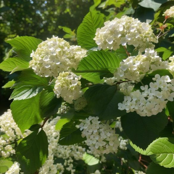 Viburnum davidii -  Zwerg- oder Chinesische Schneeball 