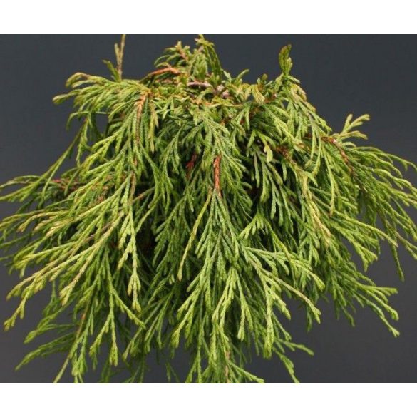 Thuja plicata 'Kagers Beauty'