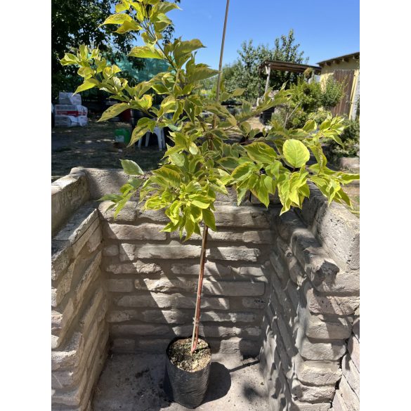 Stamm Cornus alba „Gouchaltii” Hartriegel