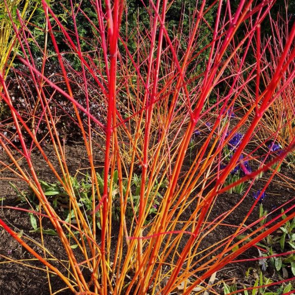 Cornus sanguinea 'Anny's Winter Orange' 