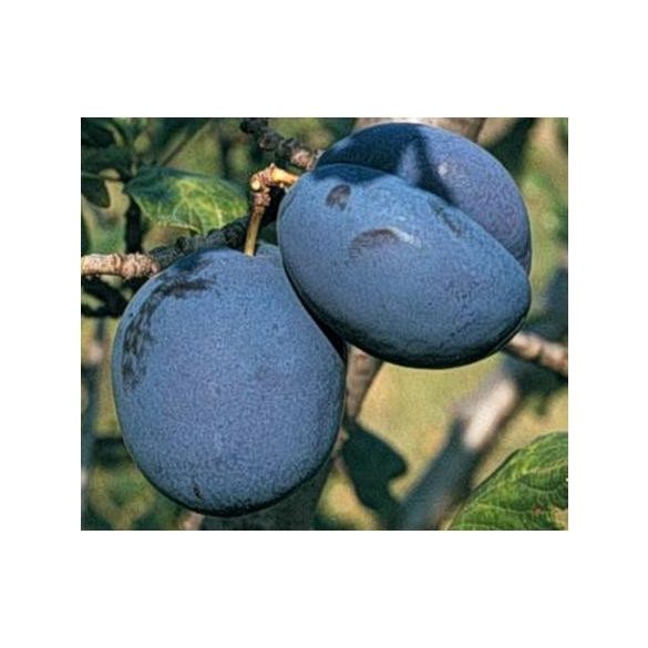 Zwetschke, Pflaume – Bluefree – Prunus domestica – im Container