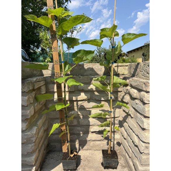 Trompetenbaum – Catalpa bignonioides - 2 Liter