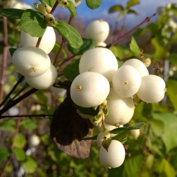 Symphoricarpos x dorenboosi 'White Hedge' - weißer Schneeball