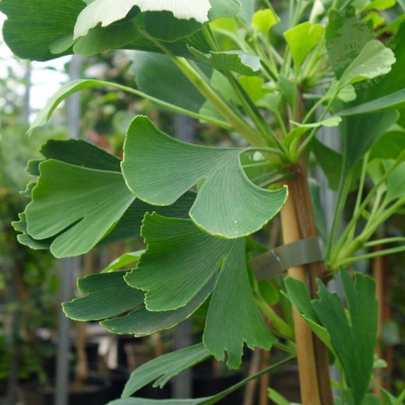 Ginkgo biloba (Fächerblattbaum) 