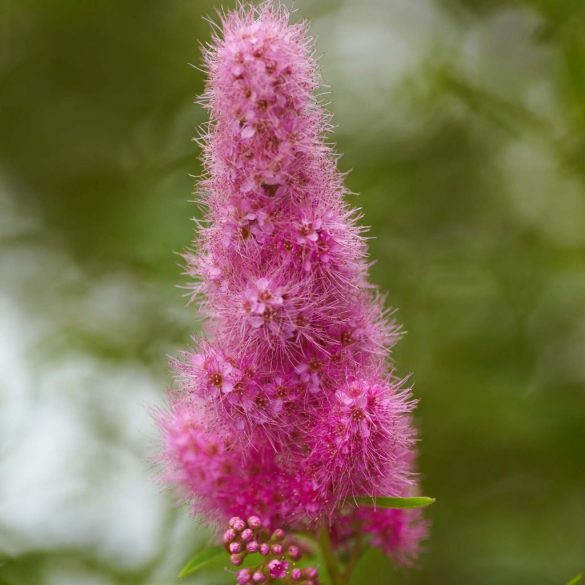 Spiraea x billardii - rosa blühender Spierstrauch