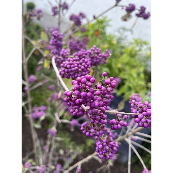 Callicarpa bodinieri -  lila Beere