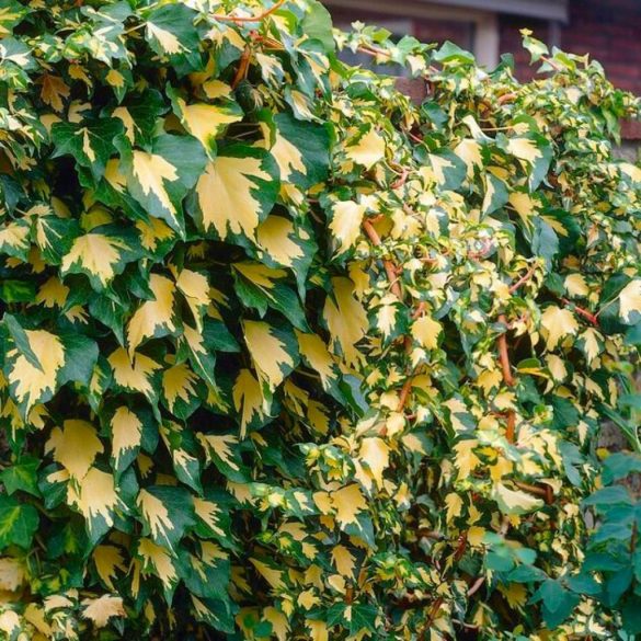 Hedera helix 'Goldheart' - Efeu