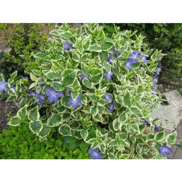 Vinca major 'Variegata' - Große Buntnessel