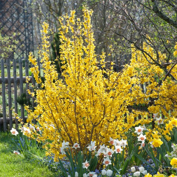 Forsythia x intermedia 'Lynwood'