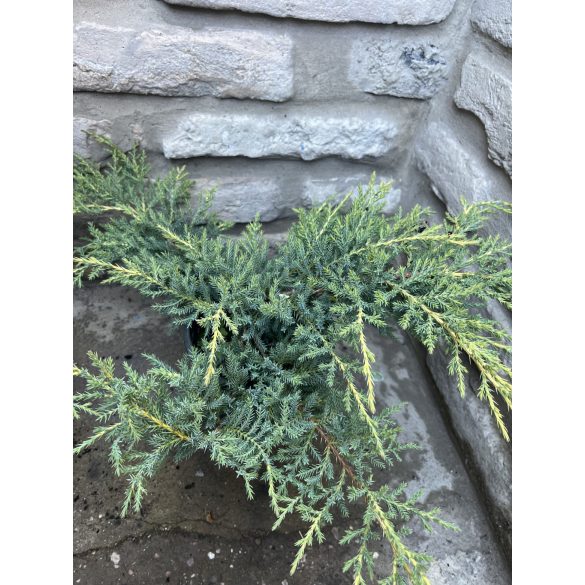 Juniperus media "Old Gold" - Goldwacholder